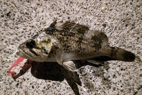 クロソイの釣果