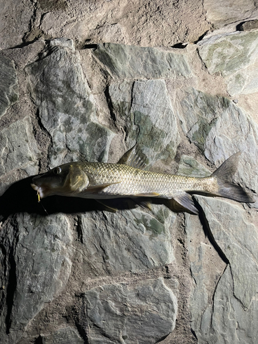 ニゴイの釣果