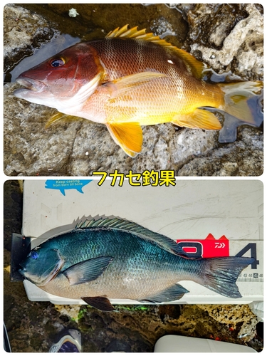 クチブトグレの釣果