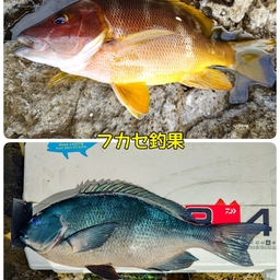 クチブトグレ