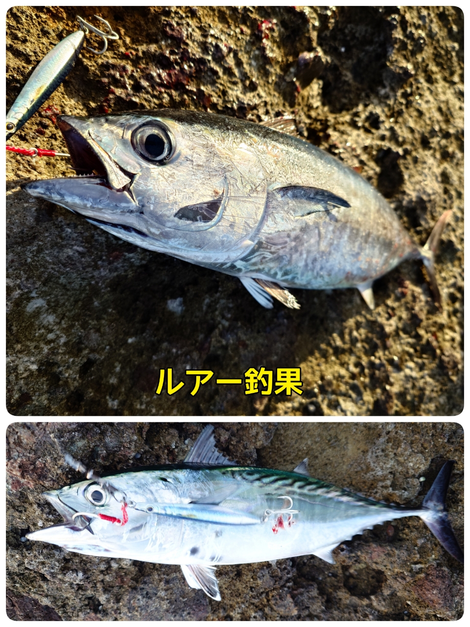 クチブトグレ