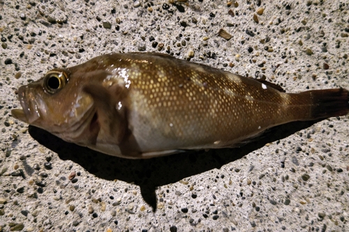 エゾメバルの釣果