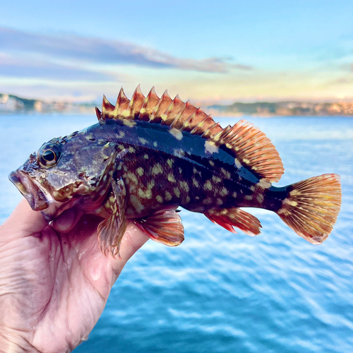 カサゴの釣果