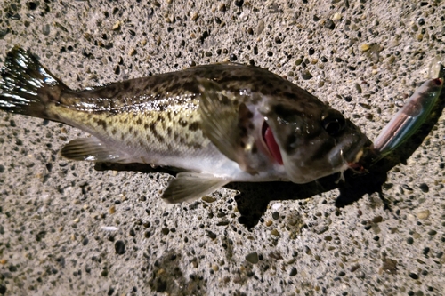 クロソイの釣果