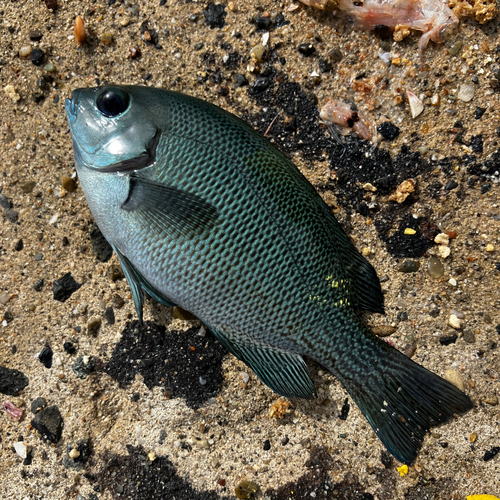 メジナの釣果