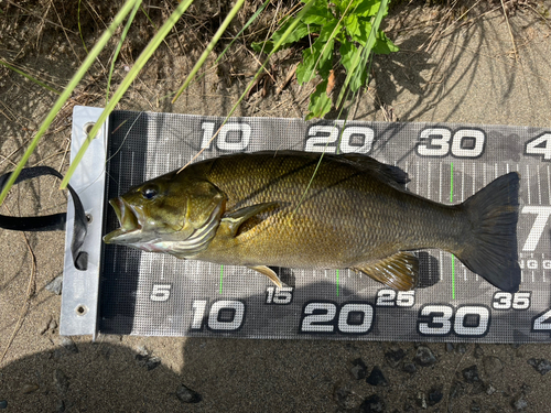 スモールマウスバスの釣果