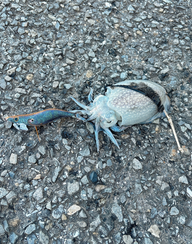 シリヤケイカの釣果