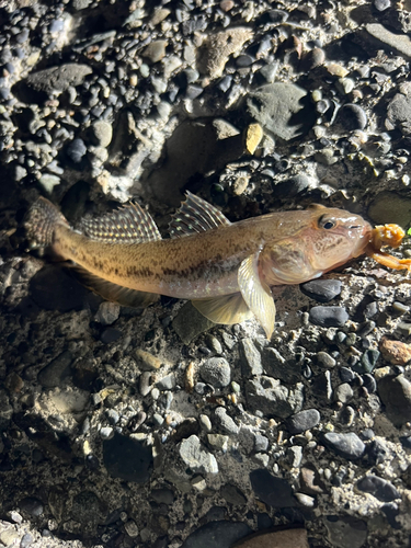 マハゼの釣果