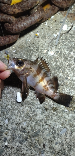 メバルの釣果