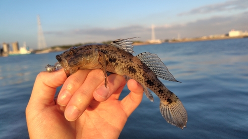 ウロハゼの釣果