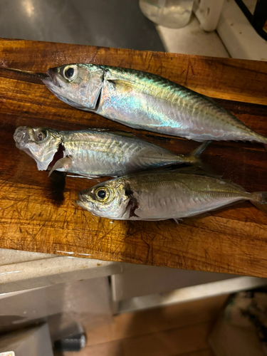 アオアジの釣果