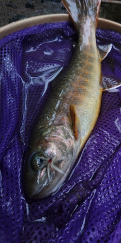 イワナの釣果