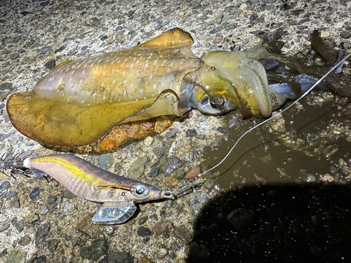 アオリイカの釣果