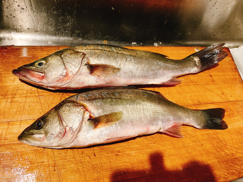 シーバスの釣果