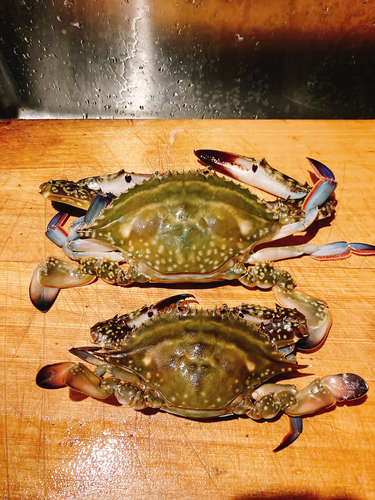 ワタリガニの釣果