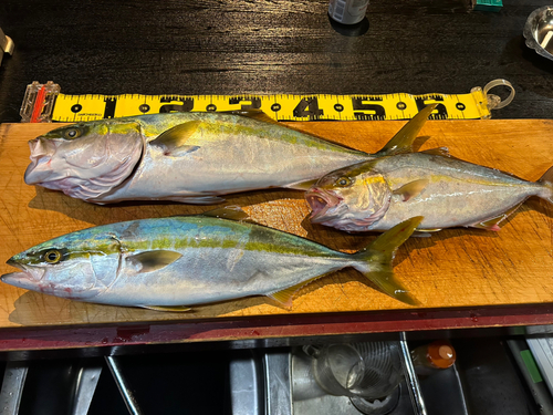 シオの釣果