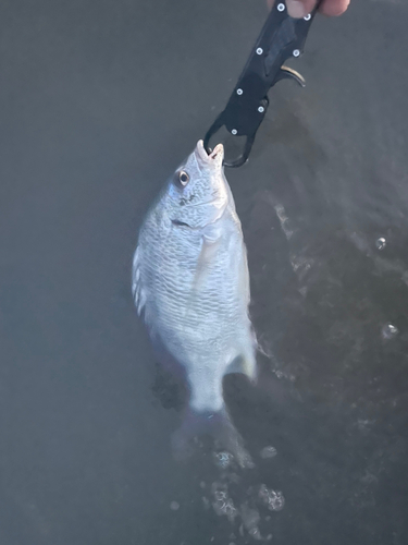 キビレの釣果