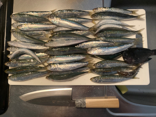 イワシの釣果