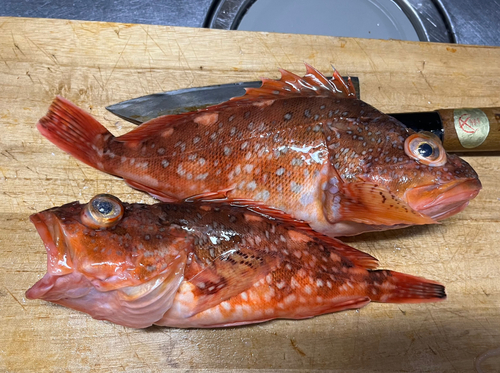 カサゴの釣果