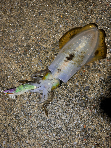 三陸海岸（岩手）