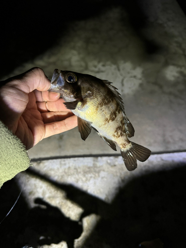 メバルの釣果