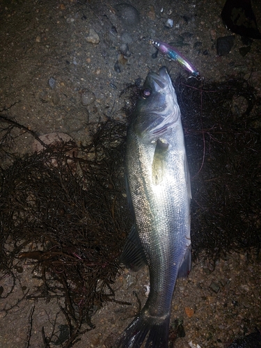 セイゴ（マルスズキ）の釣果