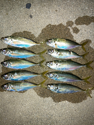 マアジの釣果