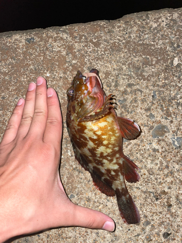 カサゴの釣果