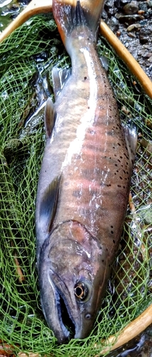 ヤマメの釣果