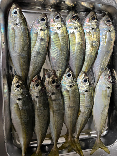 アジの釣果