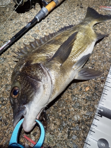 チヌの釣果