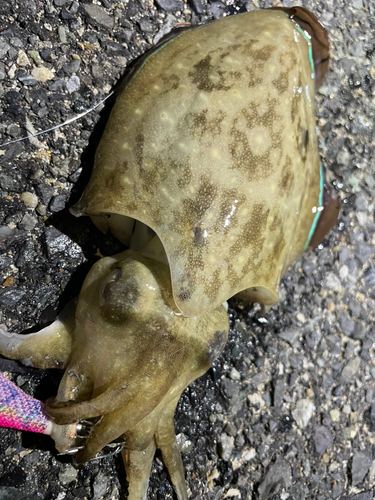 コウイカの釣果