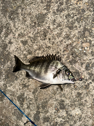 クロダイの釣果