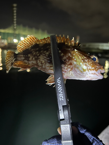 カサゴの釣果