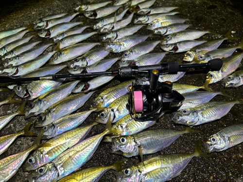 マアジの釣果