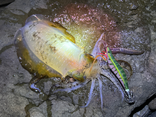 アオリイカの釣果