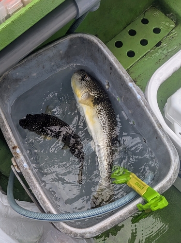 ショウサイフグの釣果