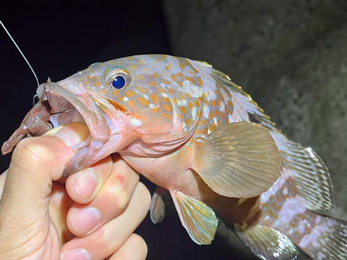 キジハタの釣果