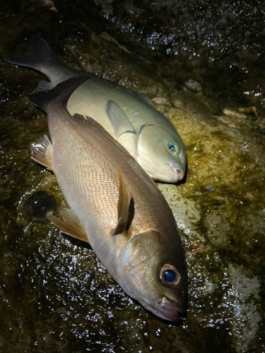 メジナの釣果