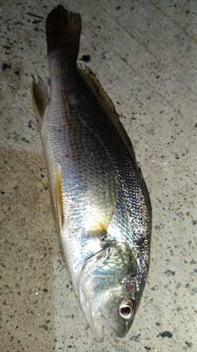 イシモチの釣果