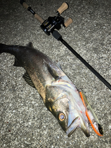 シーバスの釣果