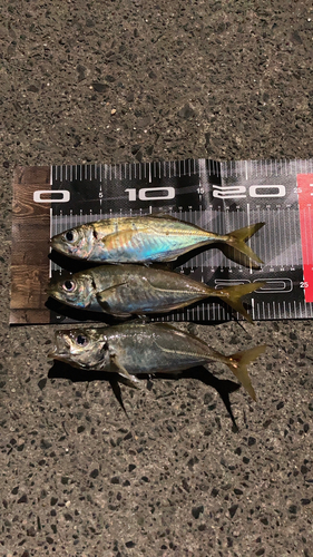 アジの釣果