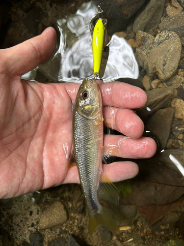 カワムツの釣果