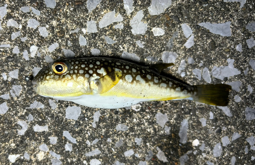 コモンフグの釣果