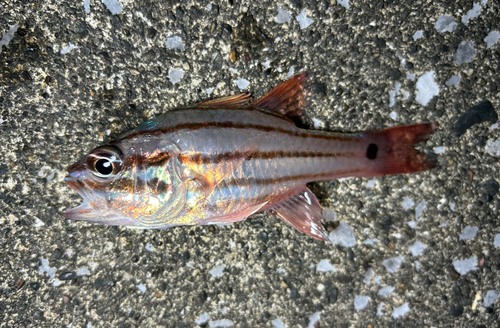 ネンブツダイの釣果