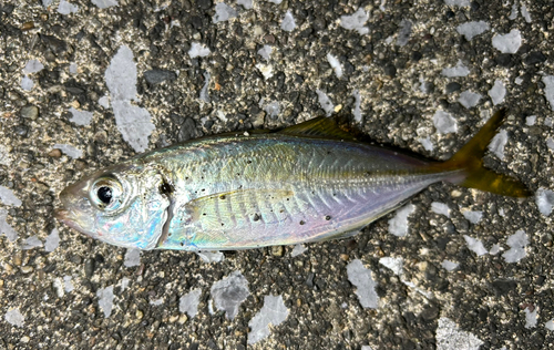 マアジの釣果