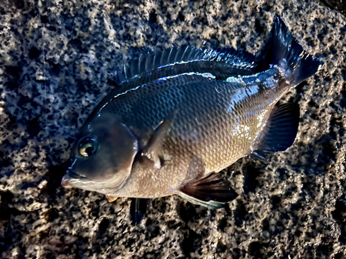 メジナの釣果