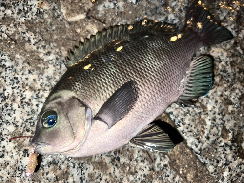 メジナの釣果