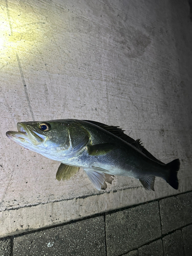 スズキの釣果