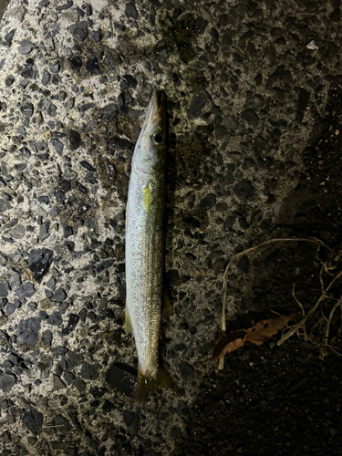 カマスの釣果